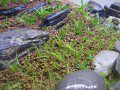 Eleocharis sp mini
