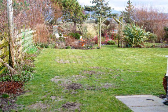 Garden Lawn