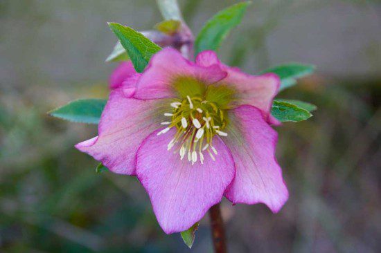 Hellebore