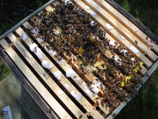 Hive Inspection
