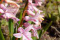 Hyacinth