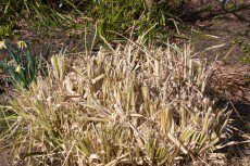Pampass Grass