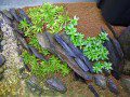 Plant Growth