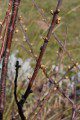Spring Buds