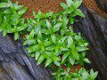 Staurogyne repens
