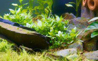 Algae on Rocks