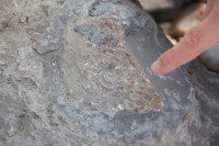 Ammonite