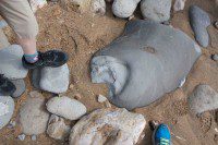 Ammonite Fossil