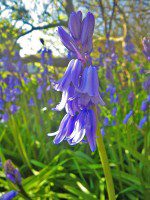 Bluebell