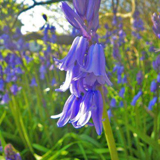 Bluebell