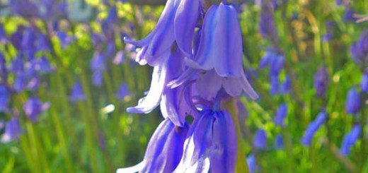 Bluebell