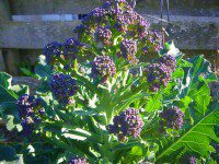 Brocolli