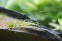 Algae Filaments