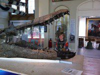 Fossils in Dorchester Museum