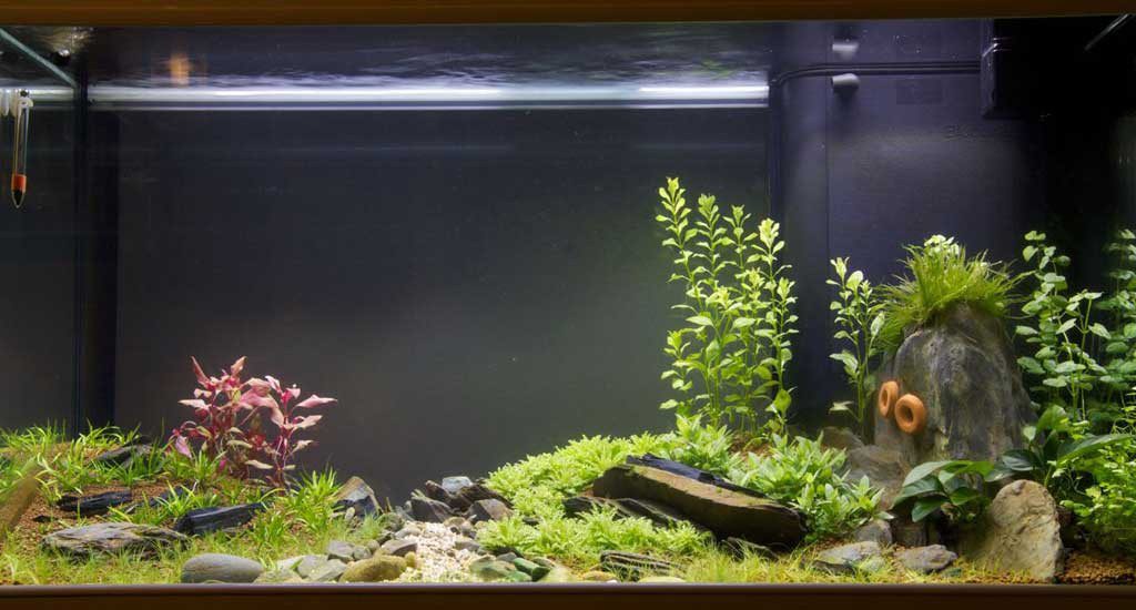 Full Tank View