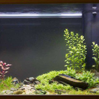 Full Tank View