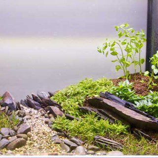Full Tank Shot