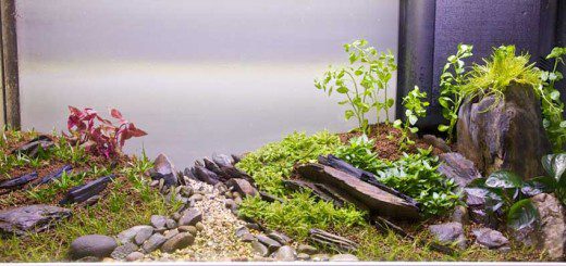 Full Tank Shot