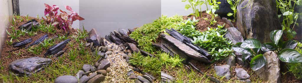 Fusion Aquascape