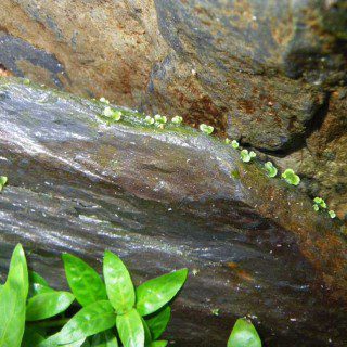 Growth on the Rocks