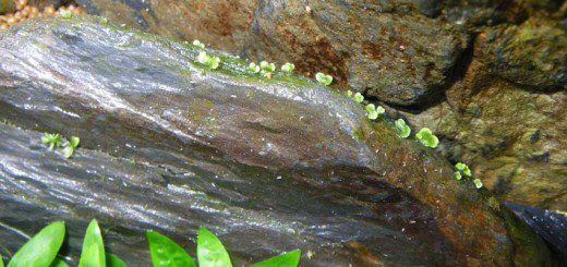 Growth on the Rocks
