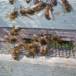 Honey Bees