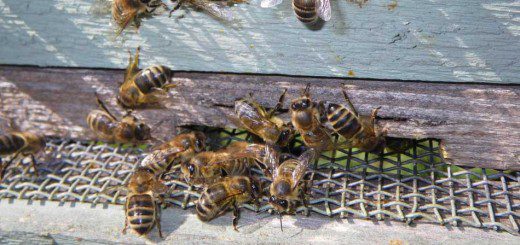 Honey Bees