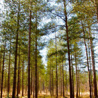Moors Valley Country Park