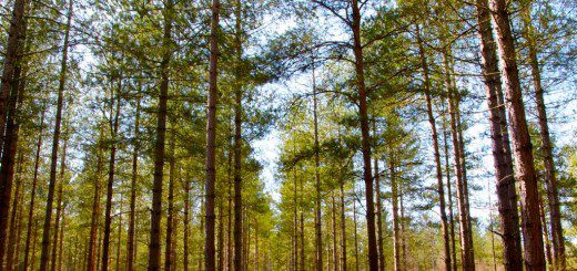 Moors Valley Country Park