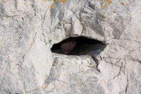 Peering through fossil forest burrs