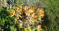 Primula