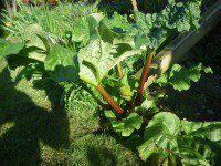 Rhubarb