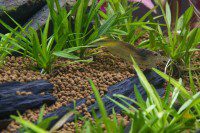 Amano Shrimp Clean Up Crew