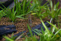 On Algae Clean Up Duty