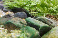 Algae Sludge