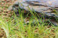 Smothering Algae
