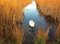 Swan