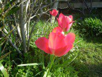 Tulips