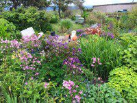 Aquilegias