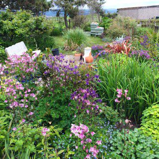 Aquilegias