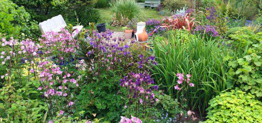 Aquilegias
