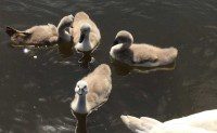 Cygnets