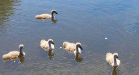Cygnets