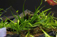 Echinodorus