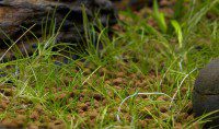 Eleocharis