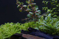 Endlers Livebearer