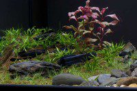 Grassy Slope