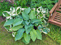 Hostas