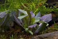 Lobelia cardinalis