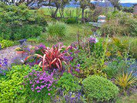 Red Phormium